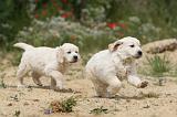 GOLDEN RETRIEVER 344